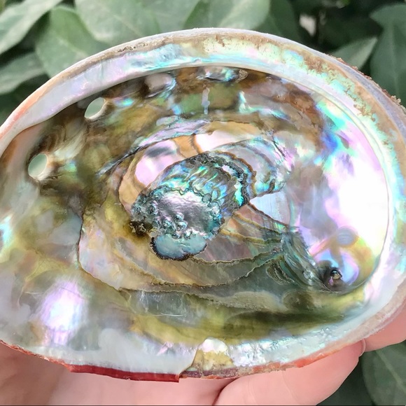 Abalone Shell 🐚 - Picture 2 of 4